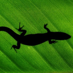 Lizard. Image courtesy of Shutterstock.