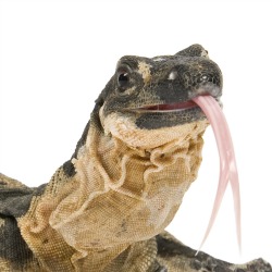 Lizard. Image courtesy of Shutterstock.