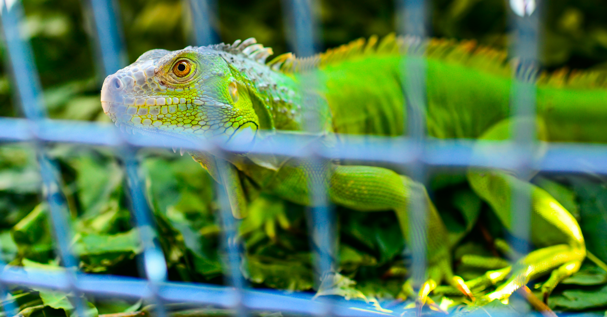 National Crime Agency snares teens who used Lizard Squad DDoS tool