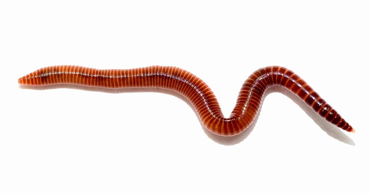 The Windows worm is back – and this time it's serious – Sophos News