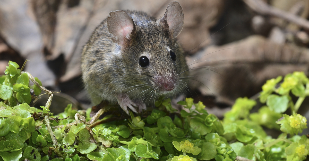 News in brief: micro robots heal mice; Scottish Parliament hacked ...