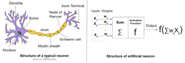 biological neural network