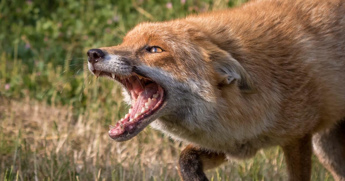 Fox snarls