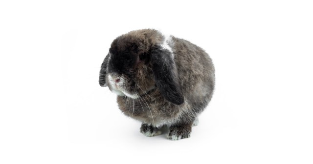 Holland Lop