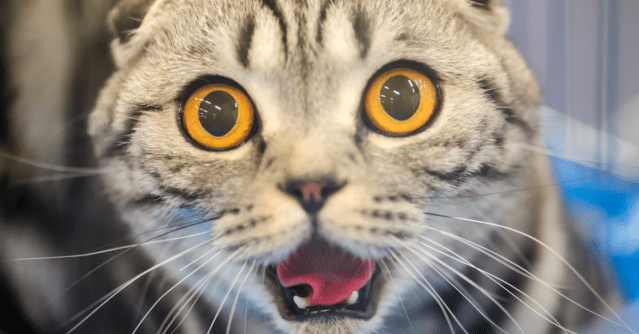 cats – Sophos News