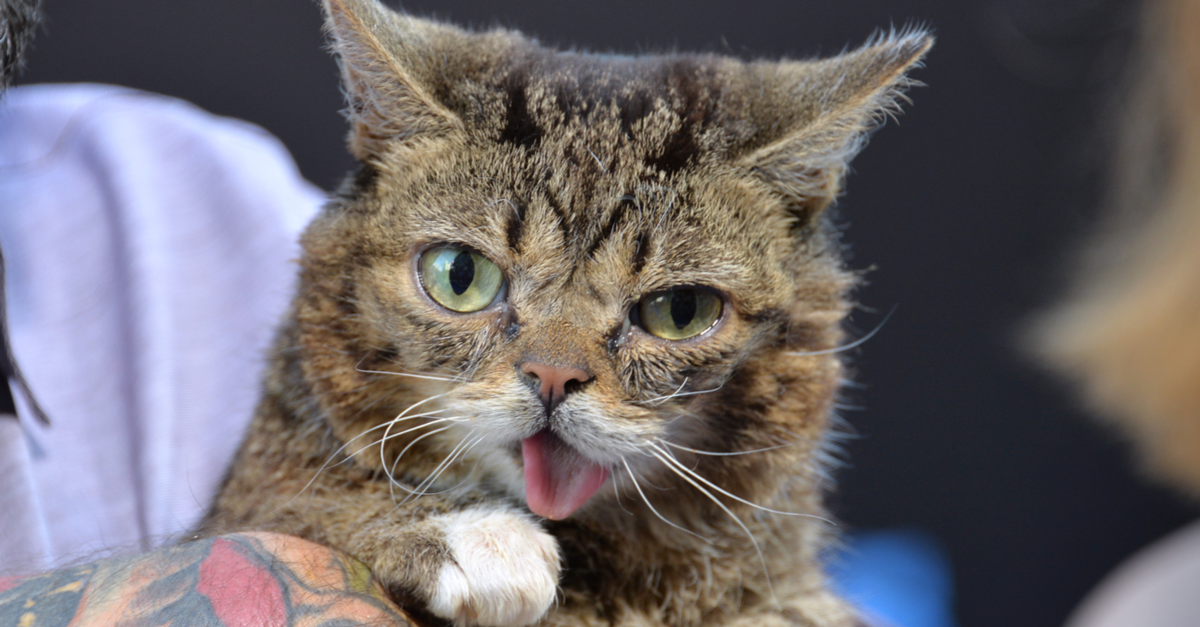 Lil bub store sales closing