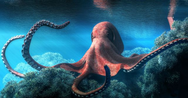 Octopus