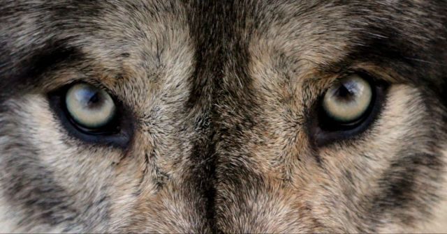 RDP exposed: the wolves already at your door – Sophos News