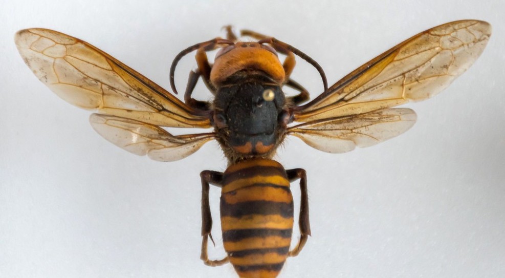 Murder hornet, courtesy Washington Department of Agriculture