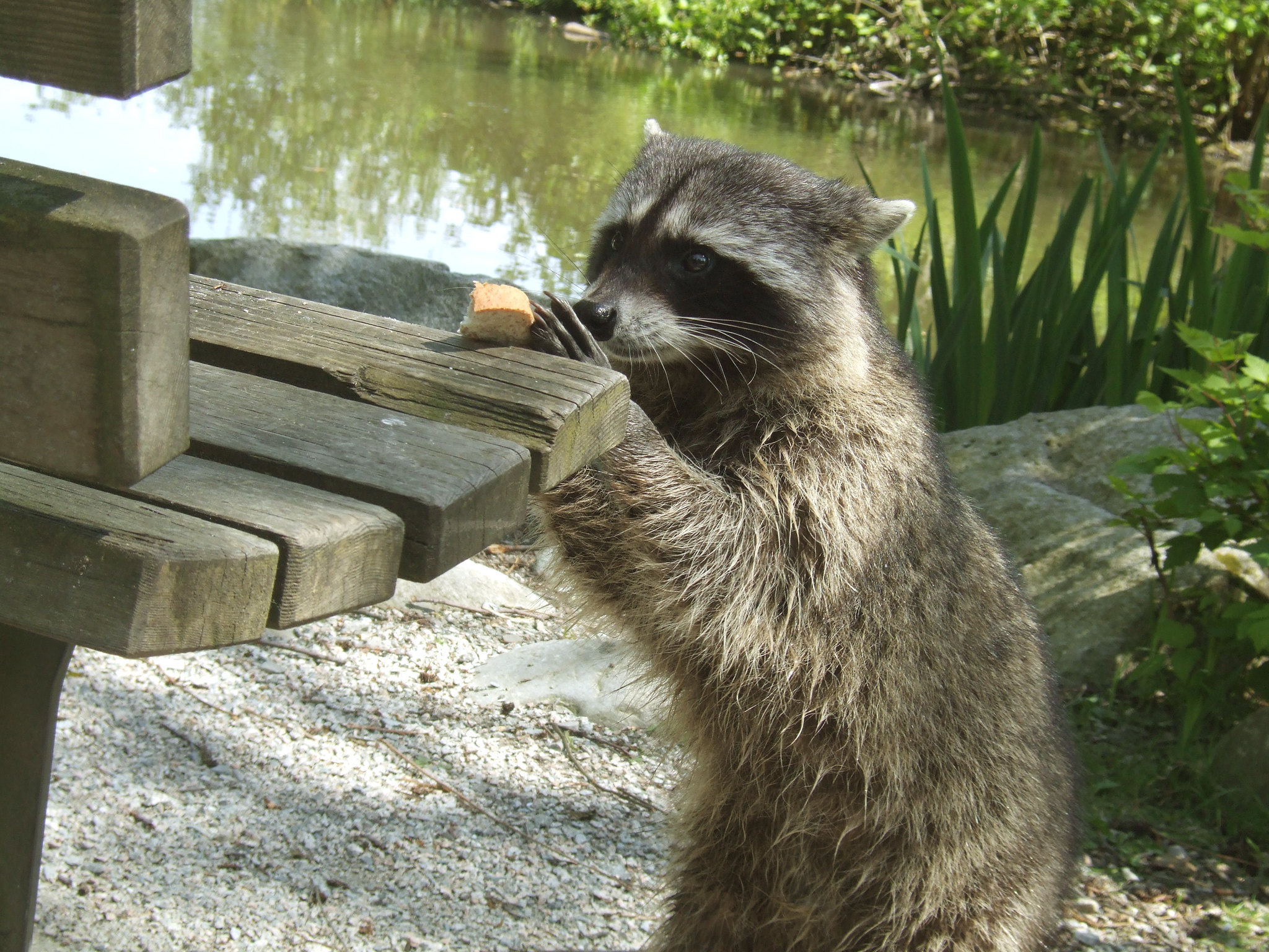 Trash Panda as a Service: Raccoon Stealer steals cookies, cryptocoins, and  more – Sophos News