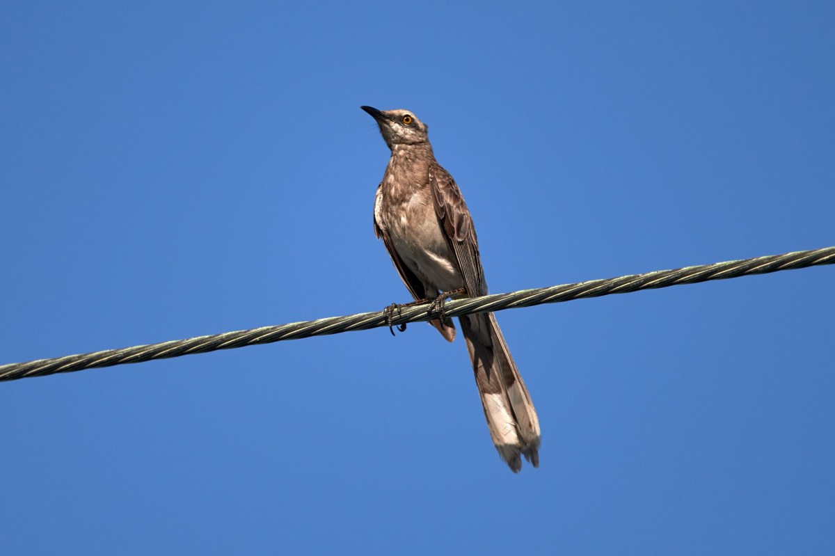 A mockingbird sitting on a wire