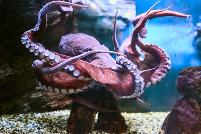 A red/brown octopus on a seabed